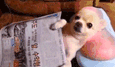 pies &#347;mieszny gif